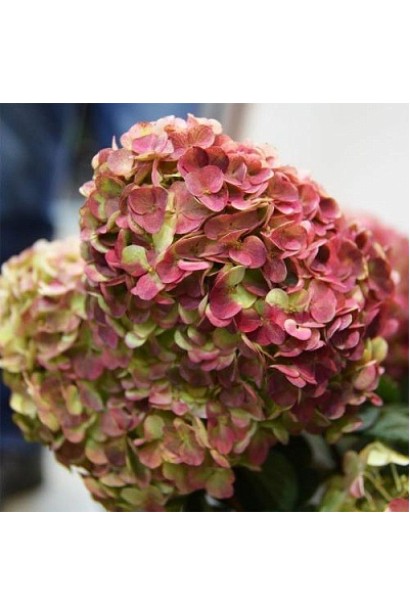 Гортензія волотиста Графіті з насиченими рожево-червоними суцвіттями